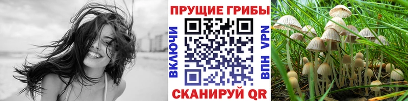 Псилоцибиновые грибы Psilocybe  Купить где  Шадринск 